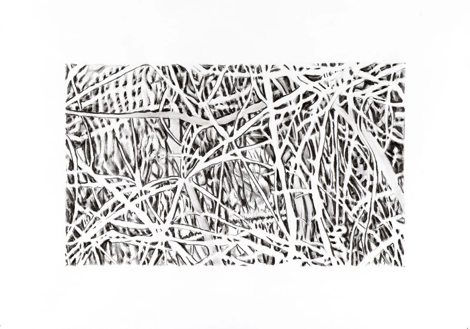 Série Lifelines 7, Hector Ramsay, 2015, Graphite on paper