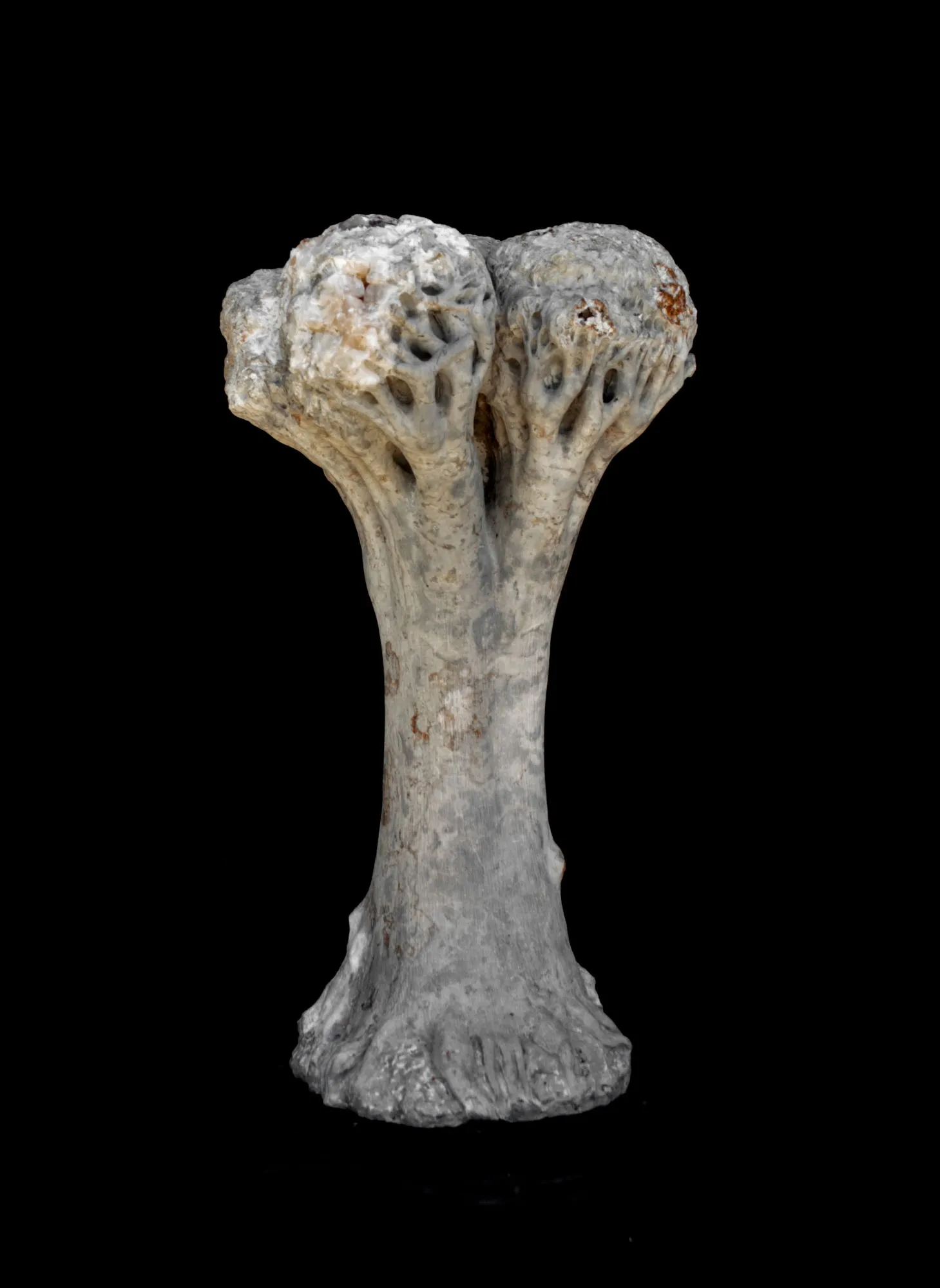 Frondosa, Vítor Ribeiro, 2019, Santo António breccia