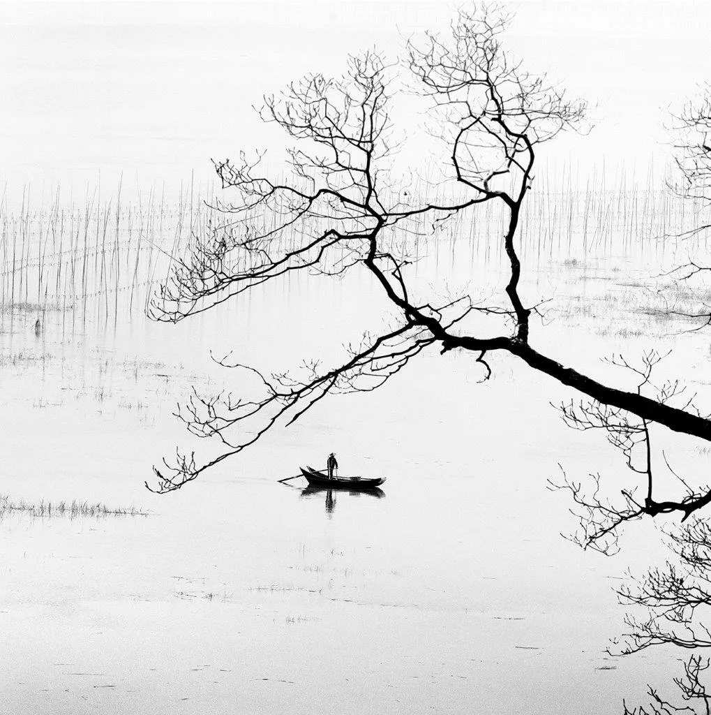 Jardim Aquático II, Alexandre Manuel, 2017, Photograph on Diasec