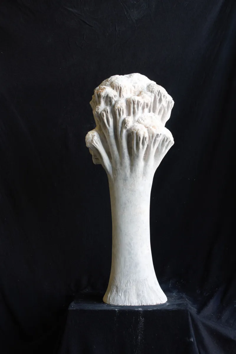 Árvore banhada de sol, Vítor Ribeiro, 2016, Santo António breccia