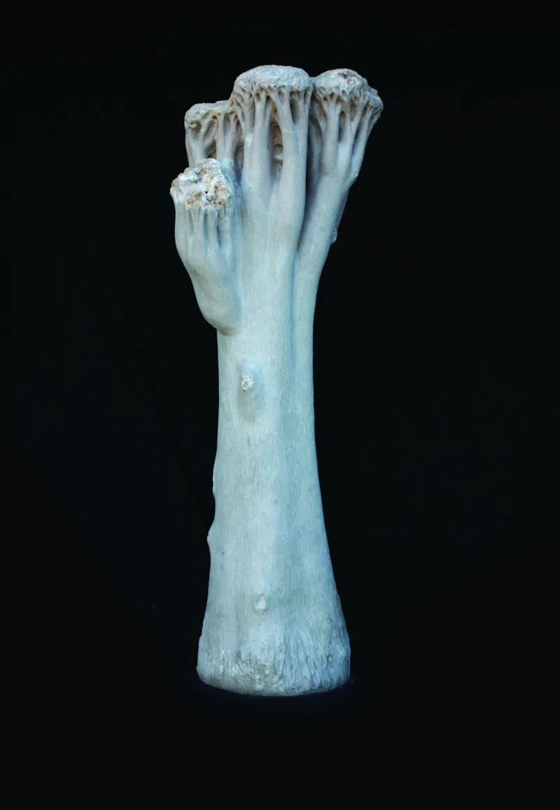 A Casa dos pássaros, Vítor Ribeiro, 2019, Santo António breccia